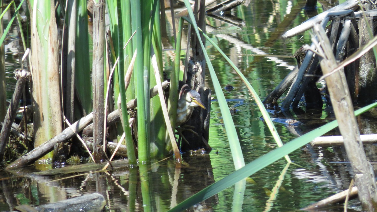 Petit Blongios - ML647534332