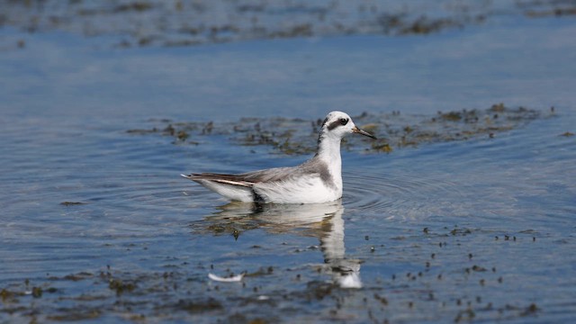 Улаан сэлээхэй - ML647534333