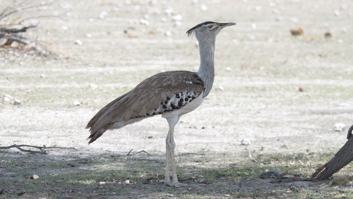 アフリカオオノガン - ML647534334