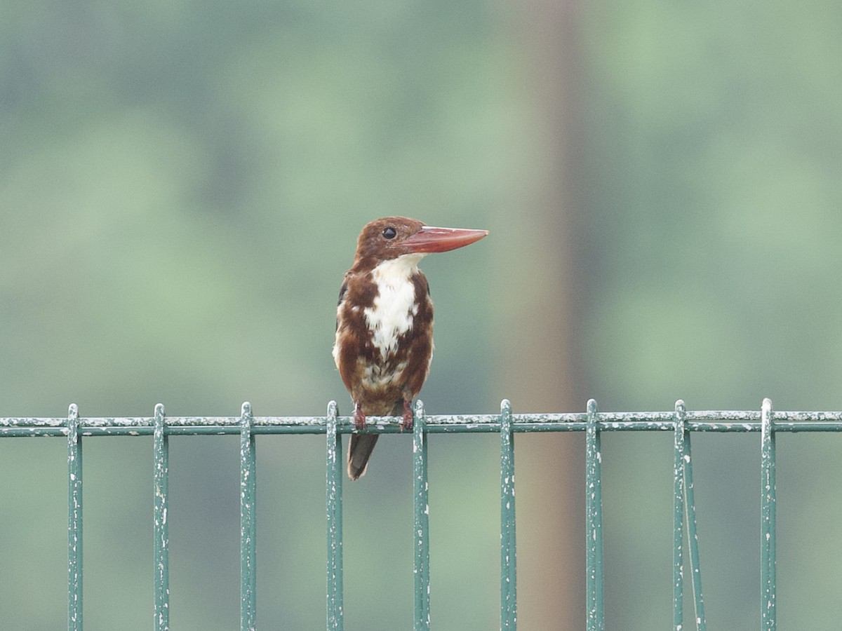 Красноносый зимородок - ML647534338