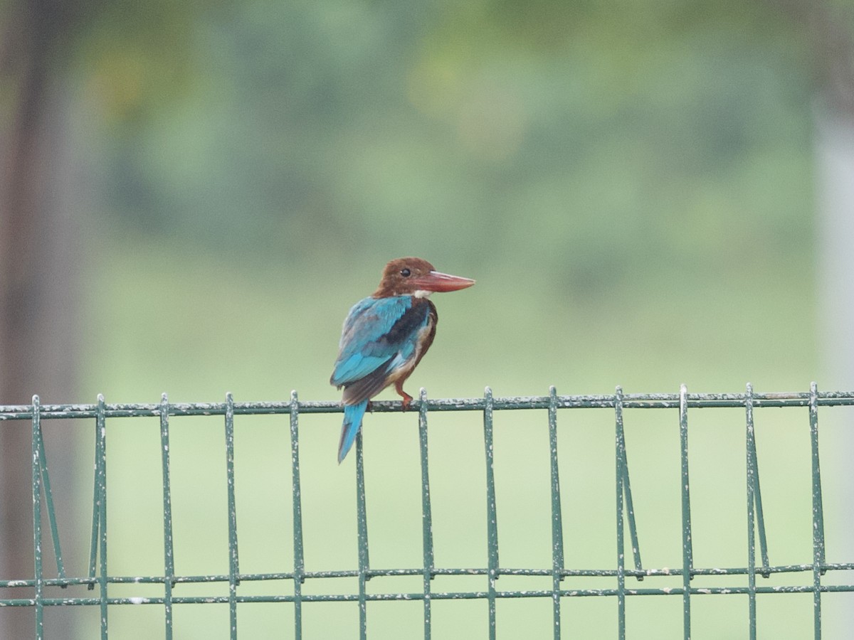 Красноносый зимородок - ML647534339