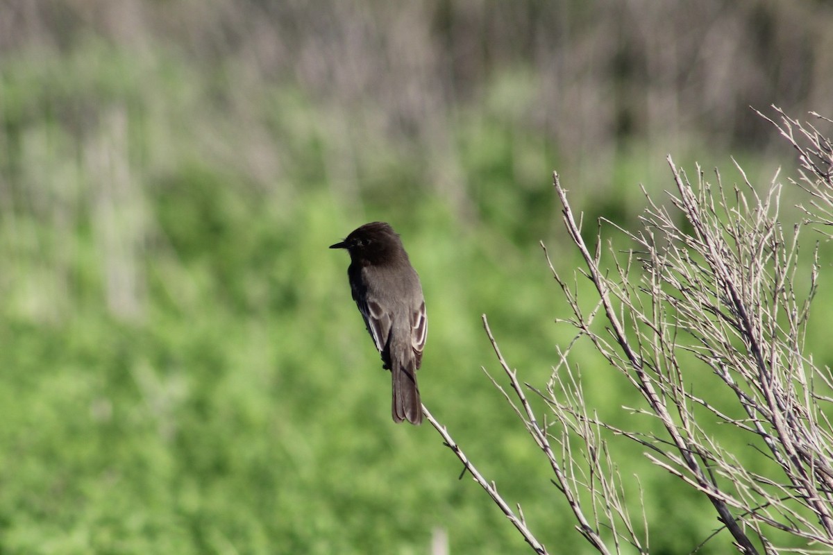 Black Phoebe - ML647534353
