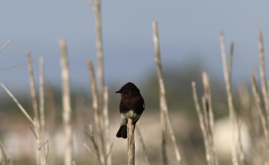 Black Phoebe - ML647534354