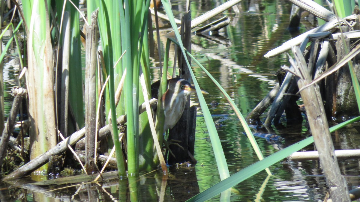 Petit Blongios - ML647534362