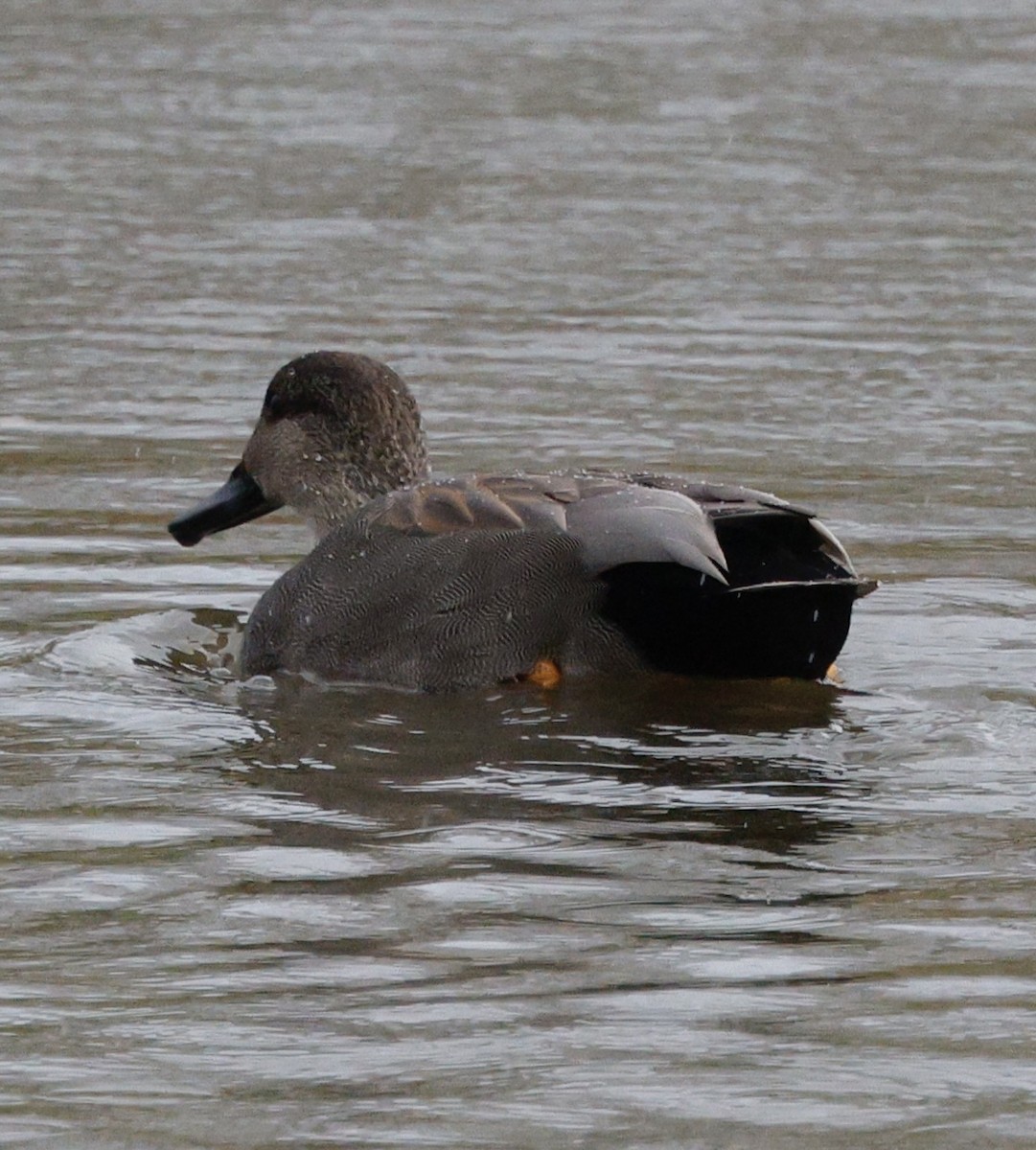 オカヨシガモ - ML647534368