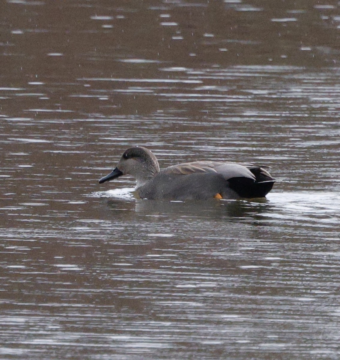 オカヨシガモ - ML647534369