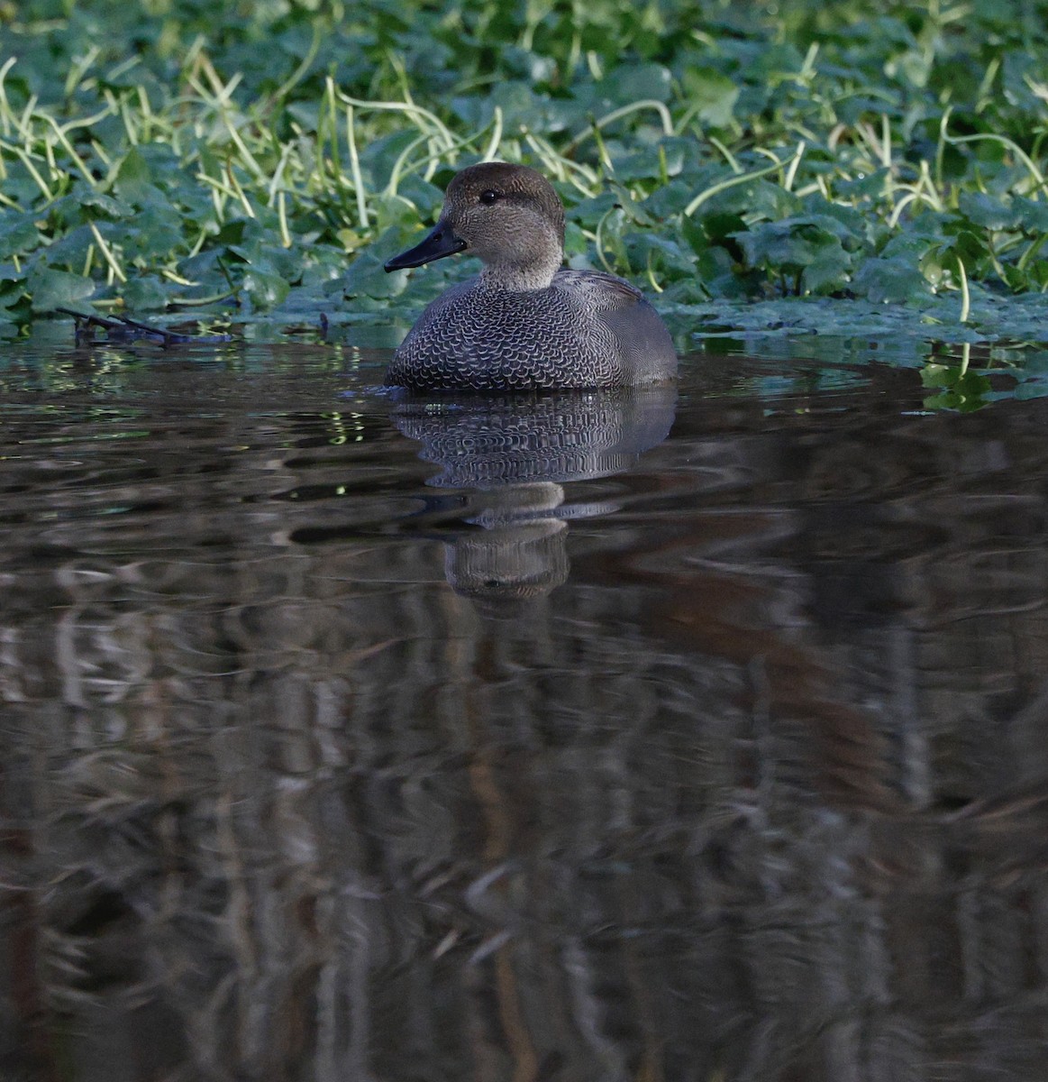 オカヨシガモ - ML647534370