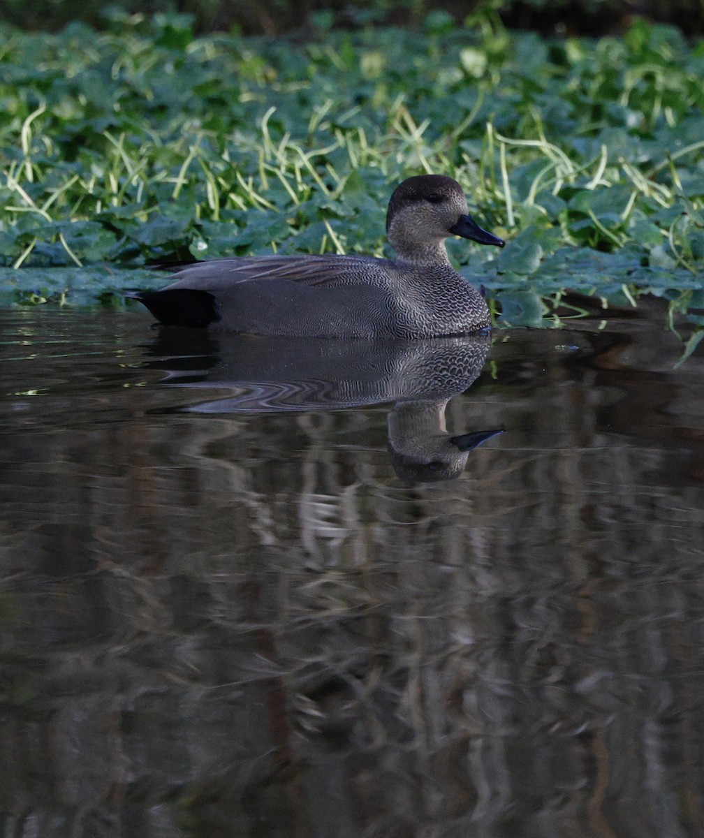 オカヨシガモ - ML647534371