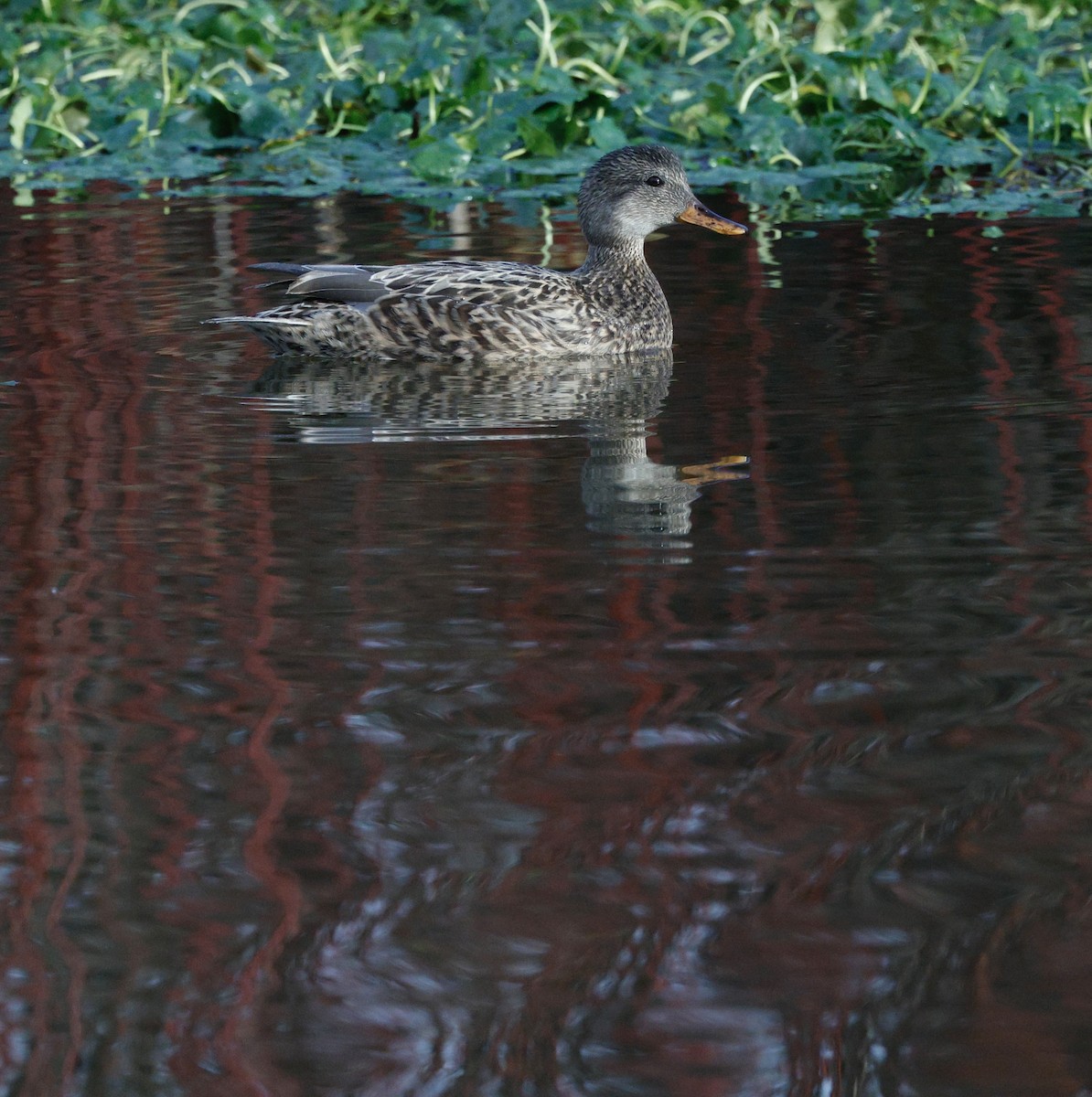 オカヨシガモ - ML647534372