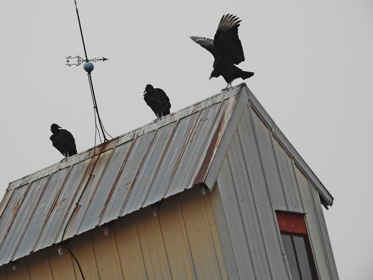 Urubu noir - ML647534387