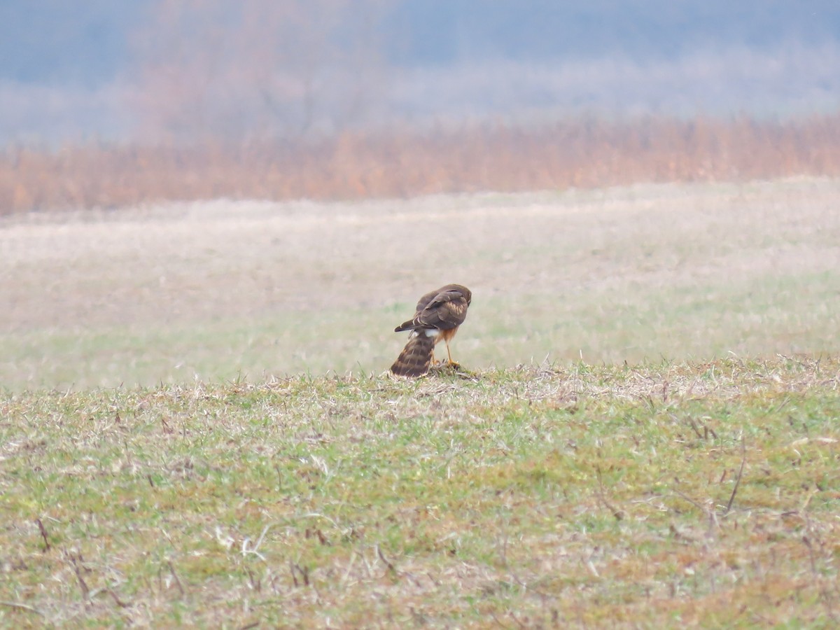 mørkmyrhauk - ML647534403