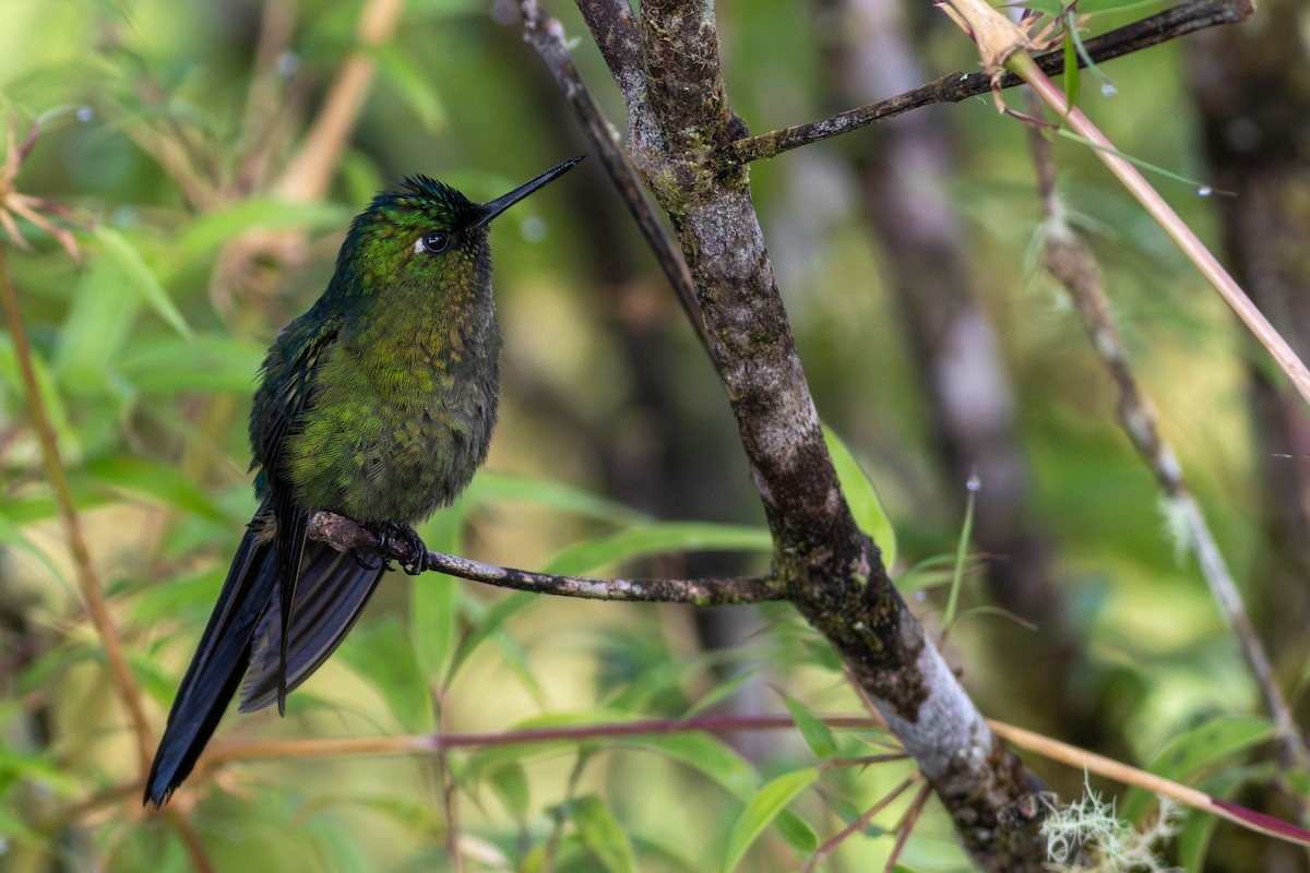 Violet-tailed Sylph - ML647534410