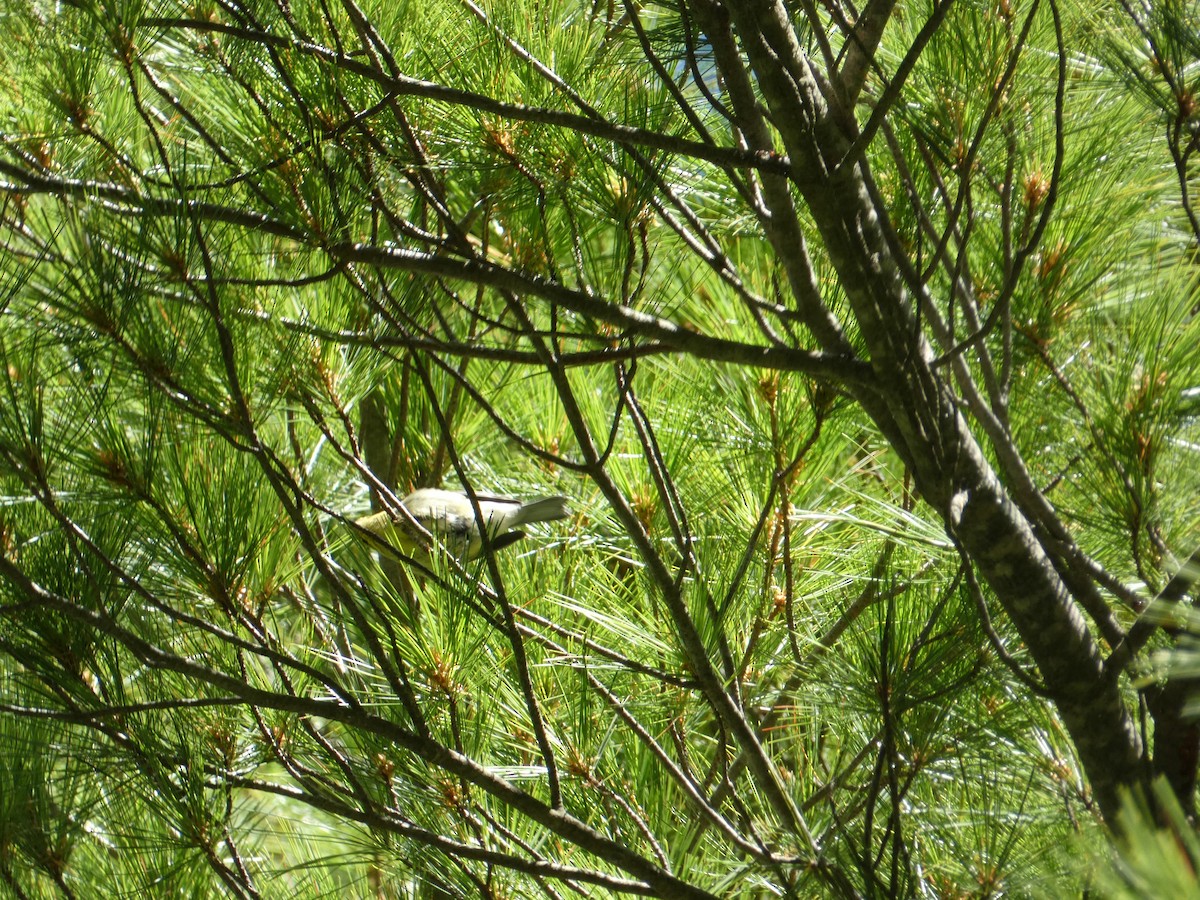 svarthetteparula - ML647534418