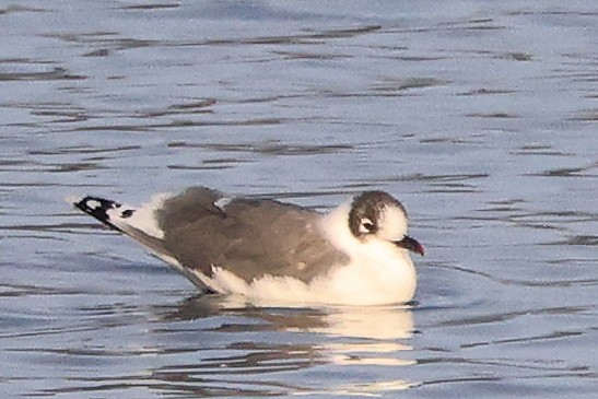 Mouette de Franklin - ML647534424
