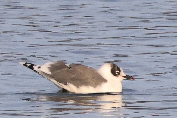 Mouette de Franklin - ML647534425