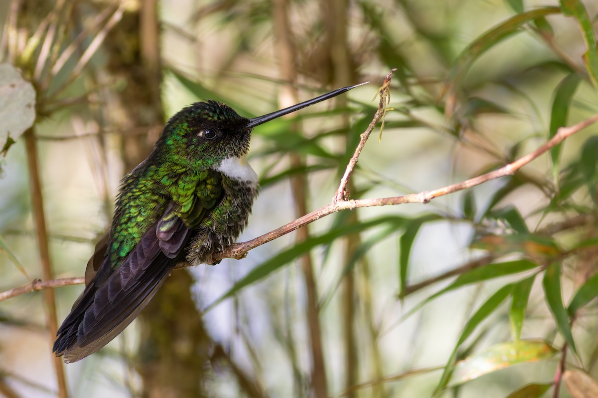 Collared Inca (Collared) - ML647534429