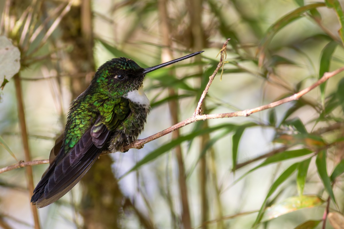 Collared Inca (Collared) - ML647534430