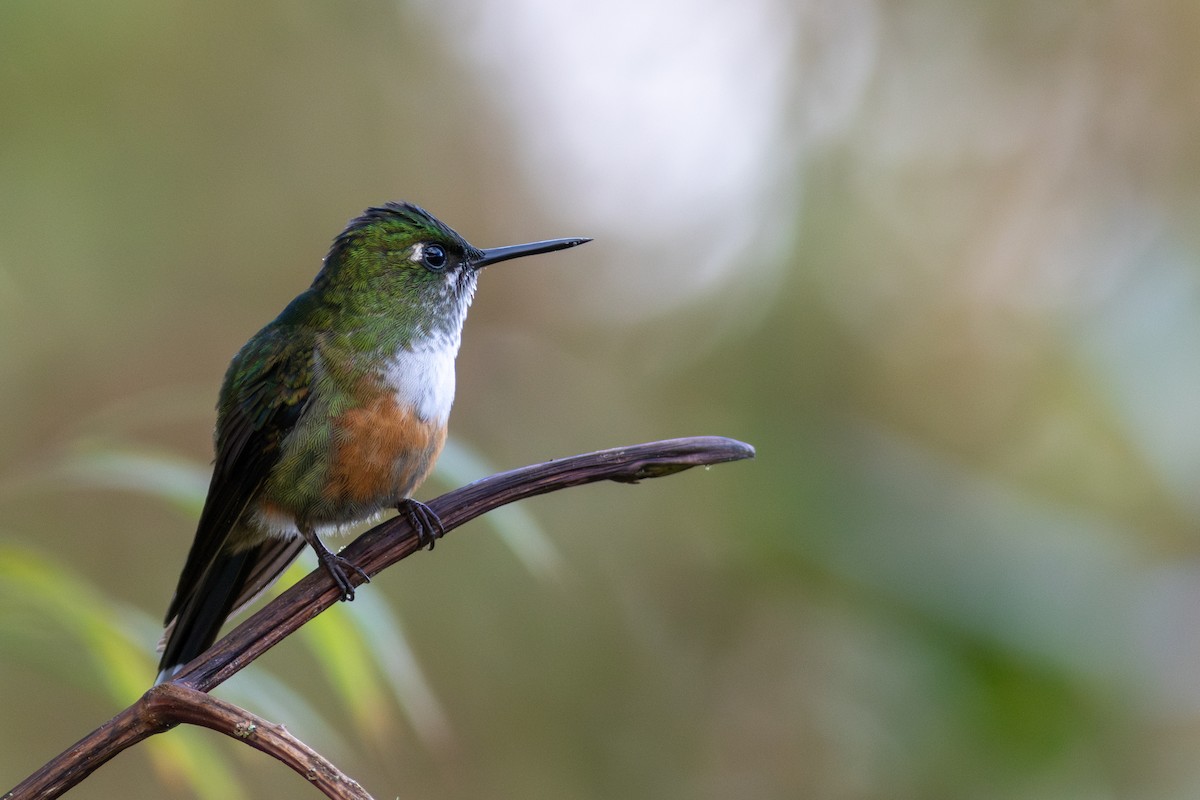 Violet-tailed Sylph - ML647534436