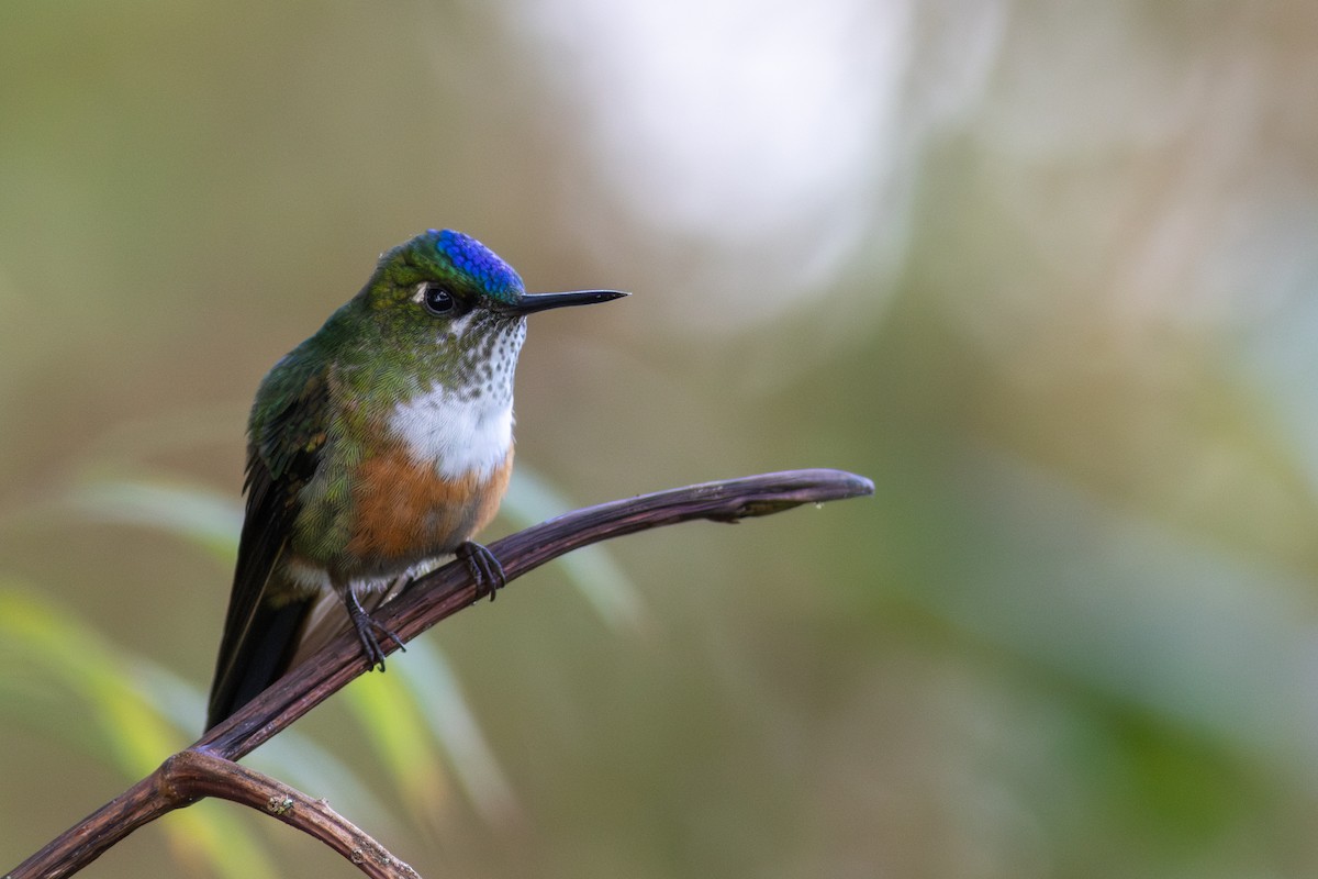 celestsylfe - ML647534437