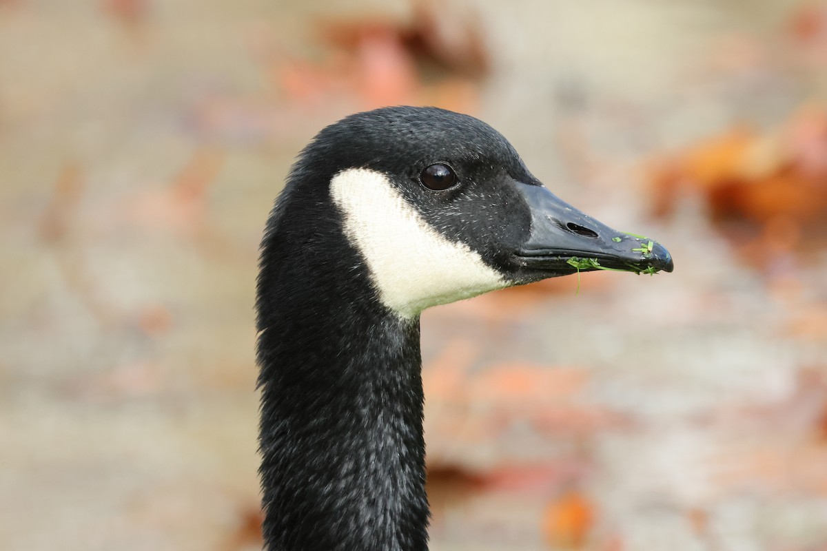 kanadagås - ML647534439