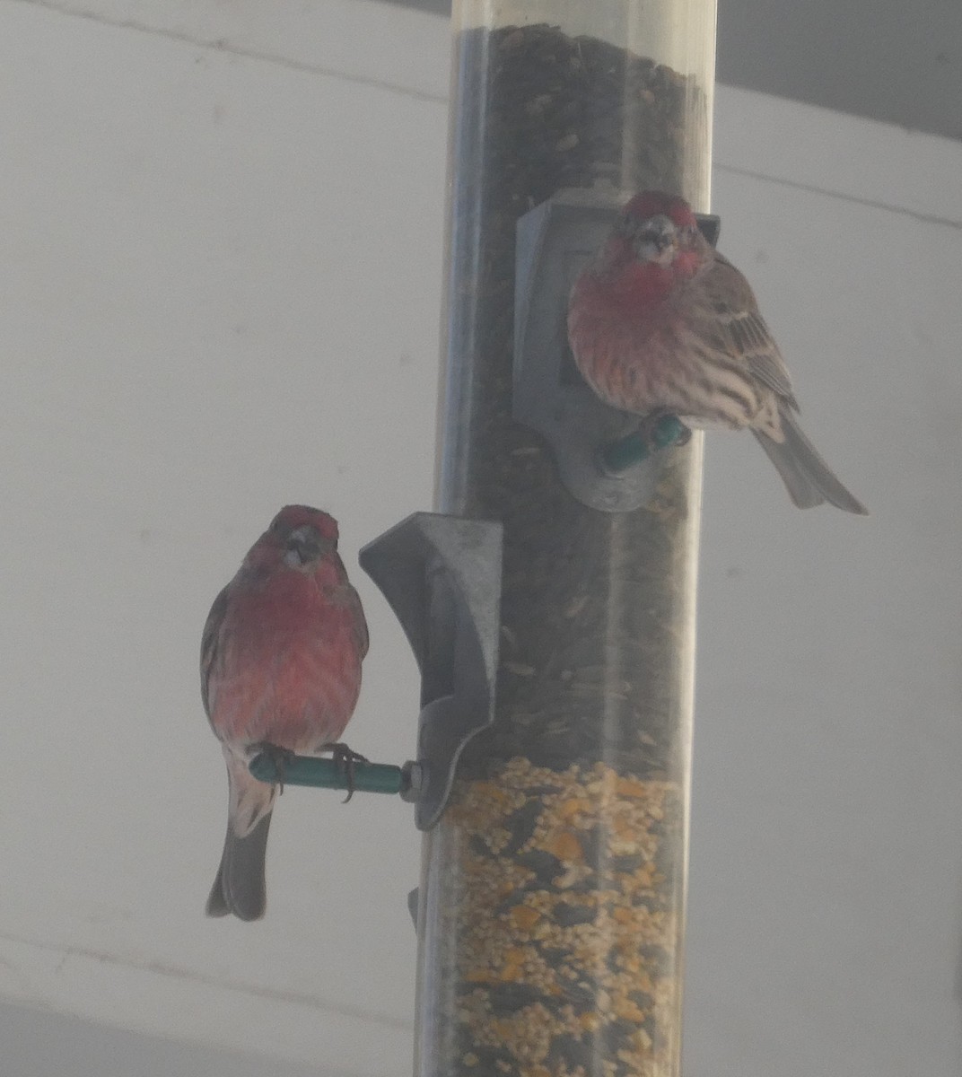 purpurfink - ML647534442