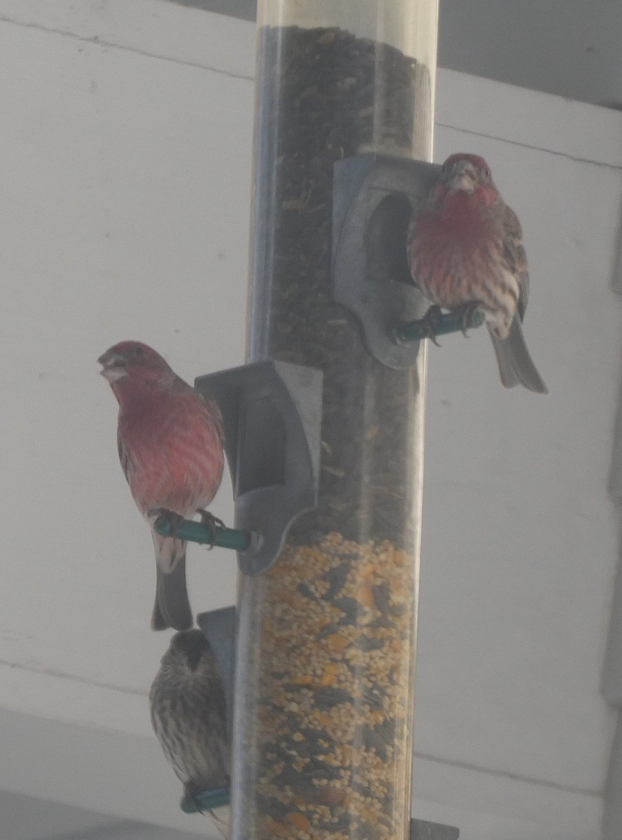 purpurfink - ML647534443