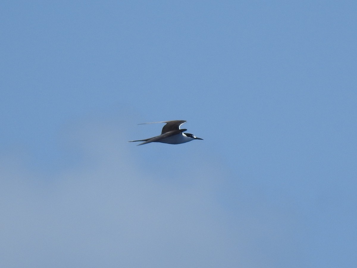 sotterne - ML647534444