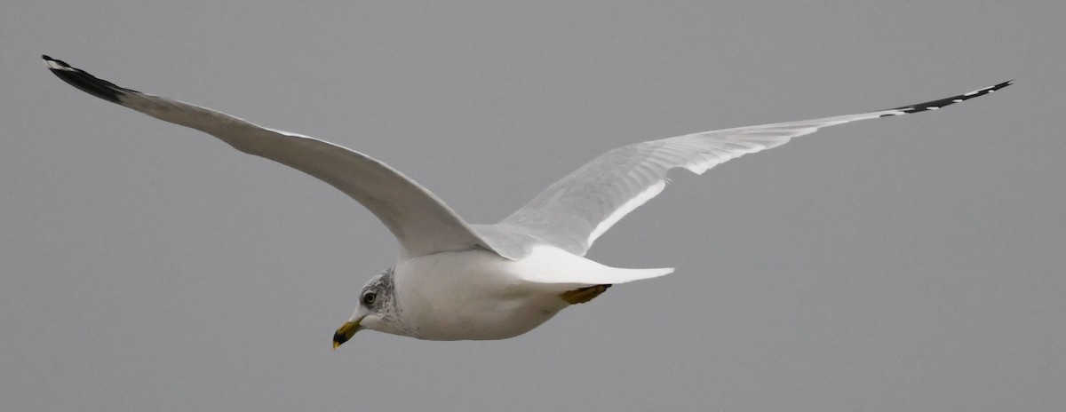 ringnebbmåke - ML647534446