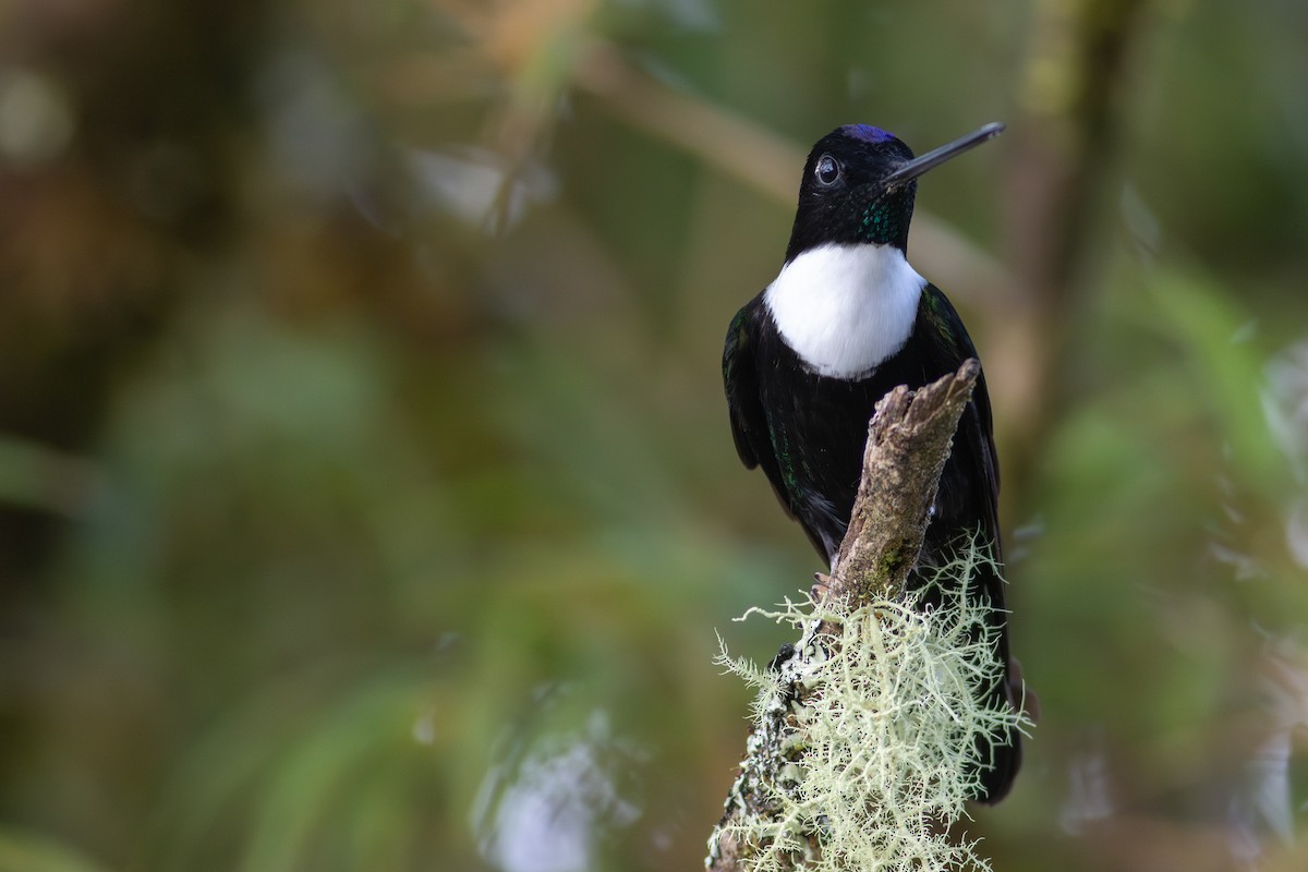 hvitbrystinka (torquata gr.) - ML647534448