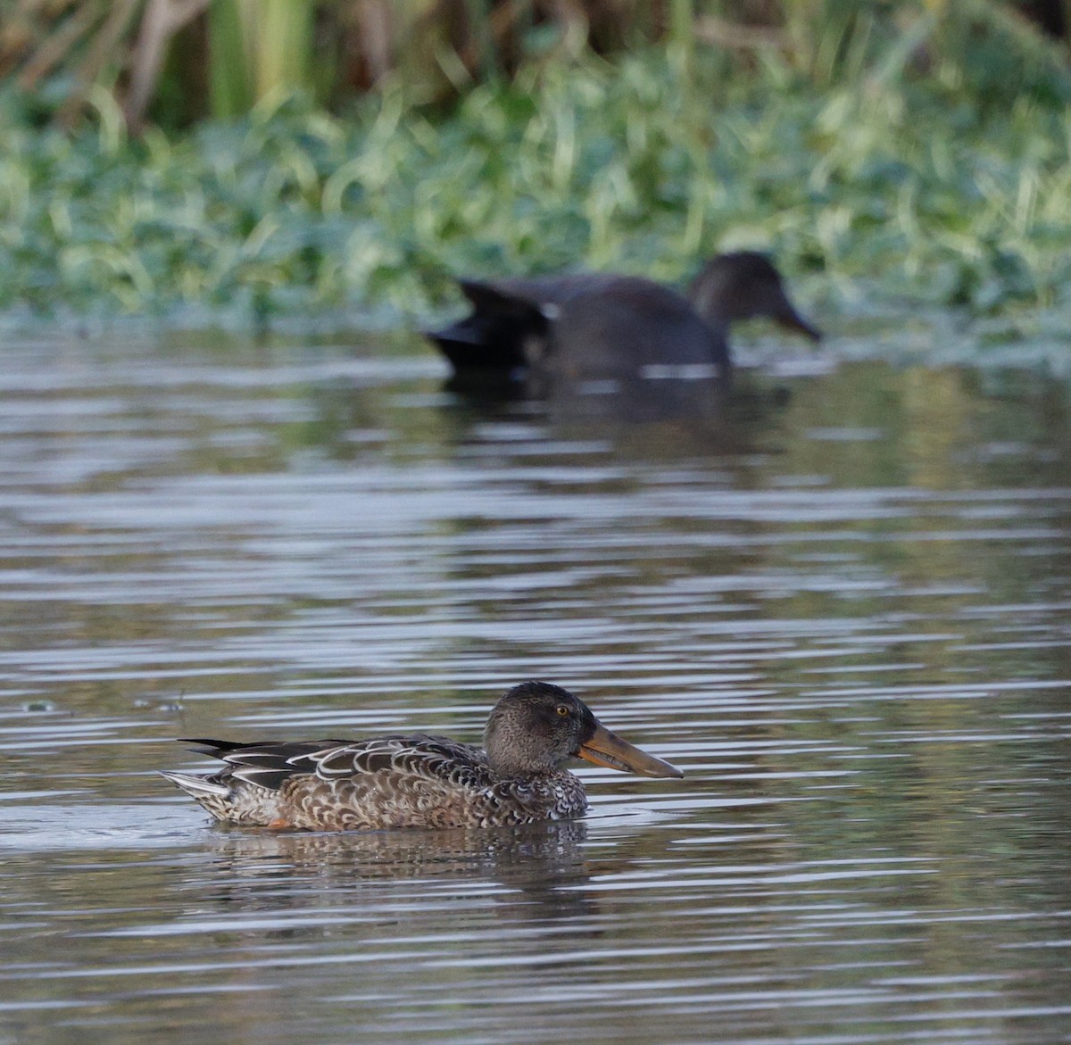 snadderand - ML647534451