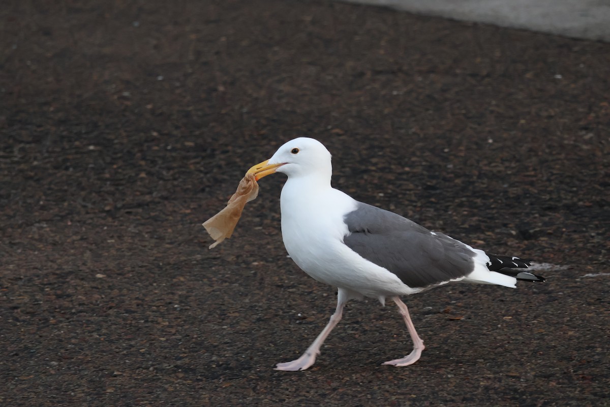 kaliforniasvartbak - ML647534453