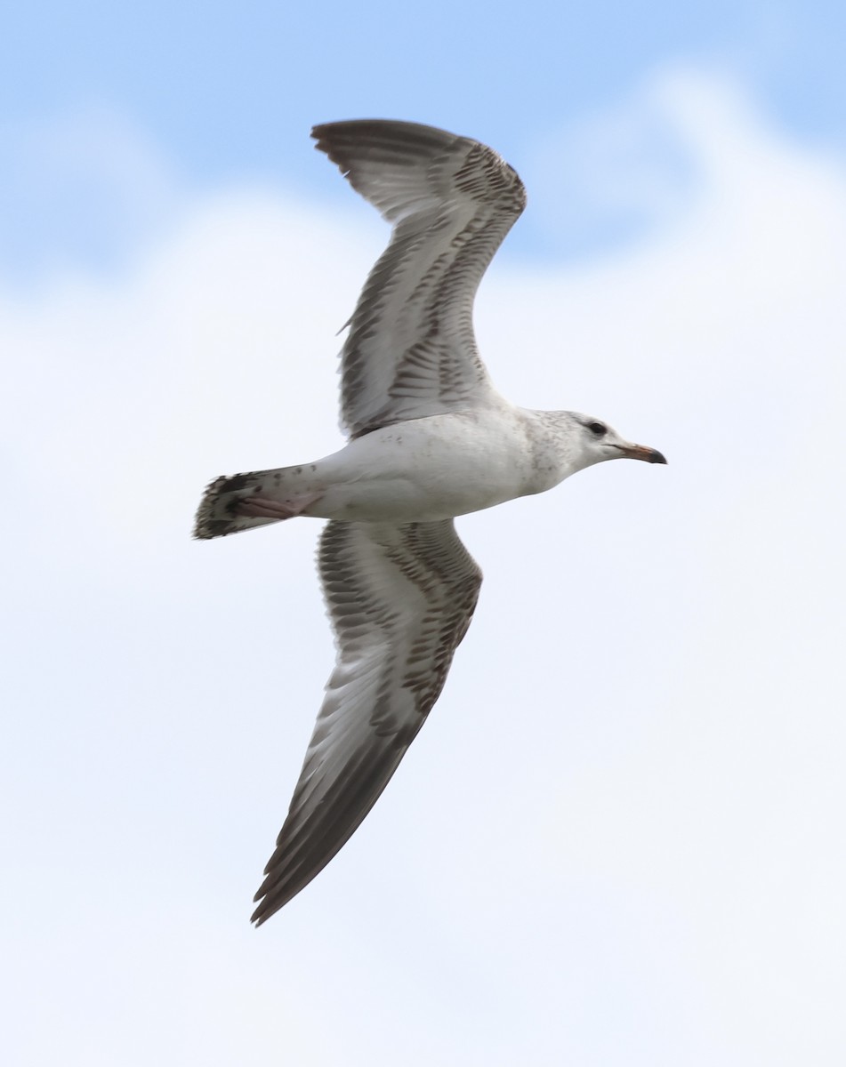 ringnebbmåke - ML647534454