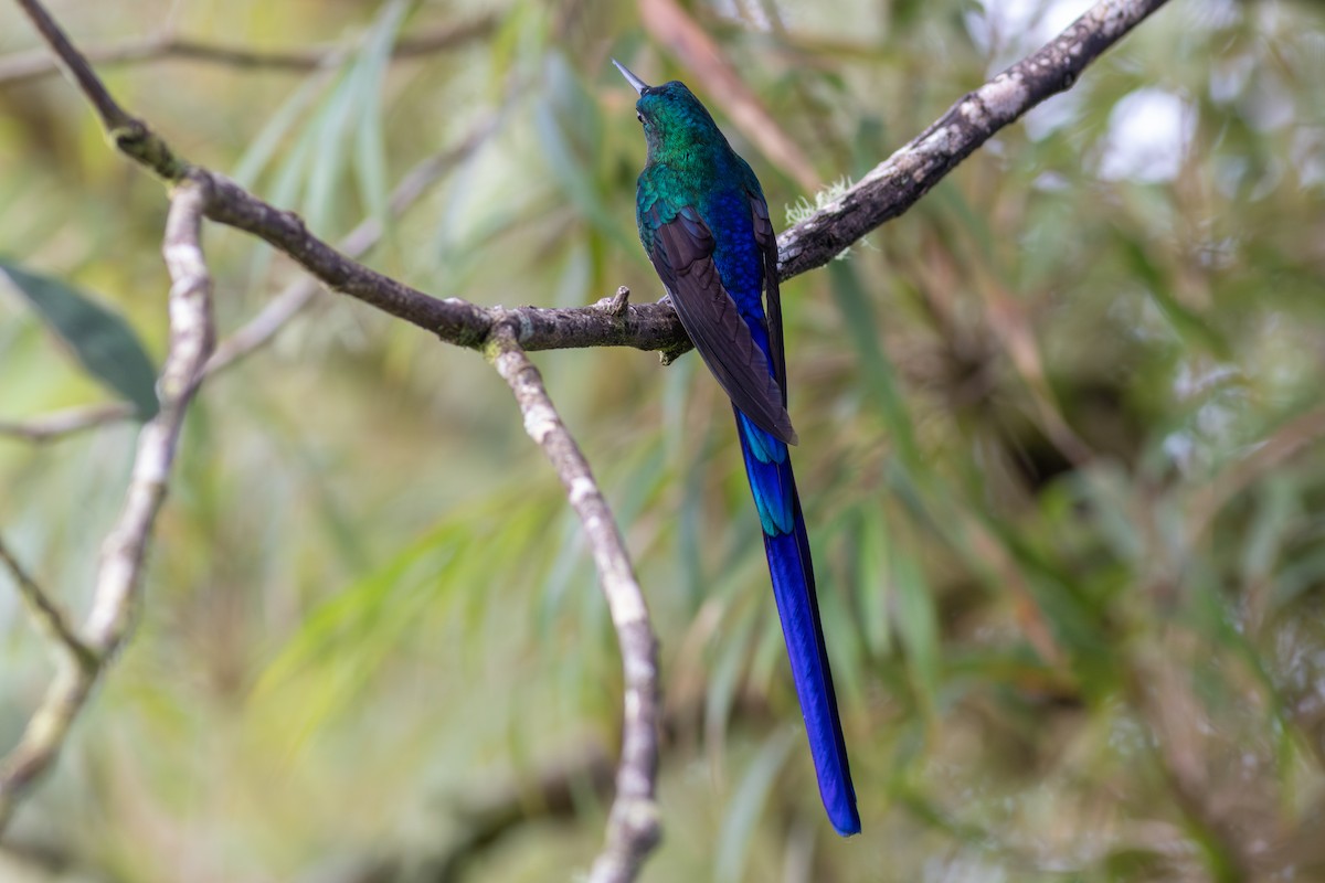 celestsylfe - ML647534456