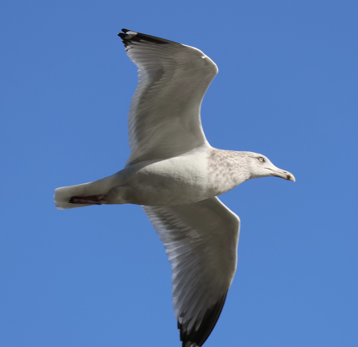 amerikagråmåke - ML647534458