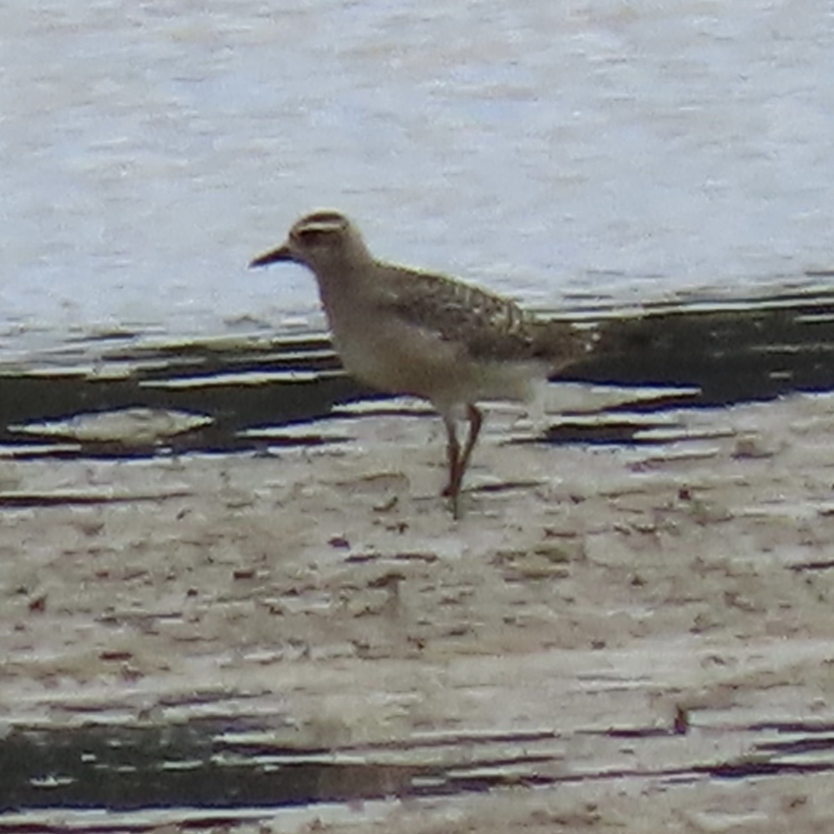 kanadalo - ML647534459