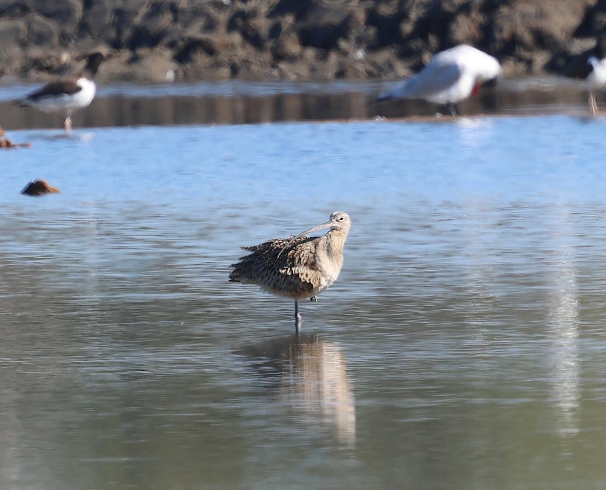 Long-billed Curlew - ML647534460