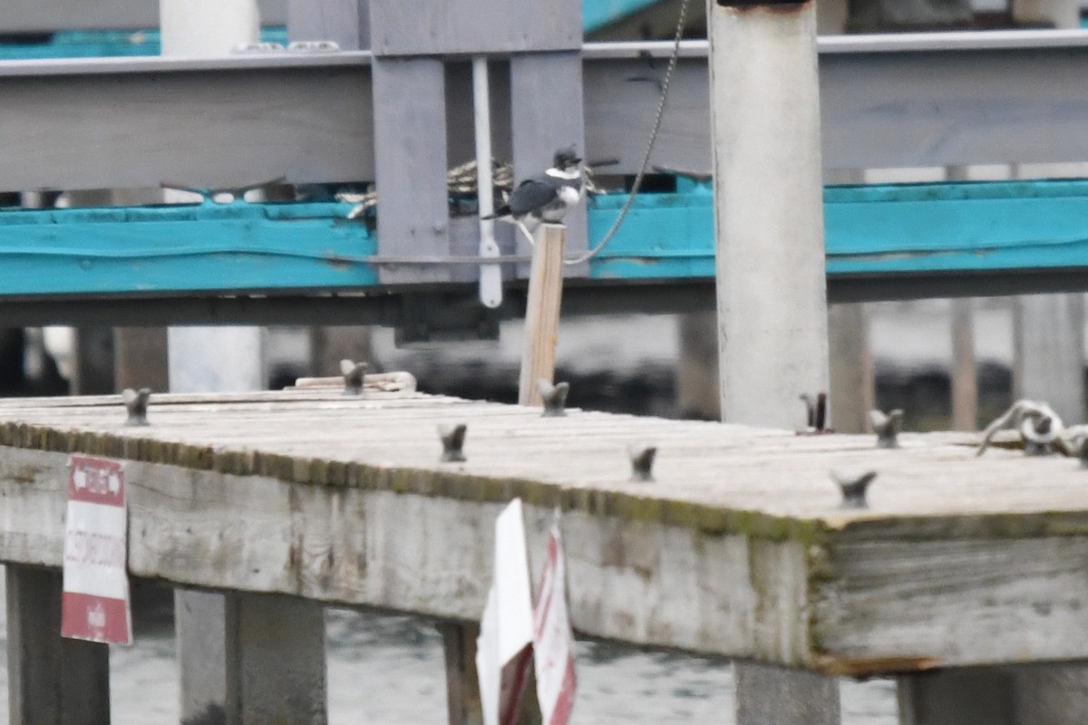 belteisfugl - ML647534461