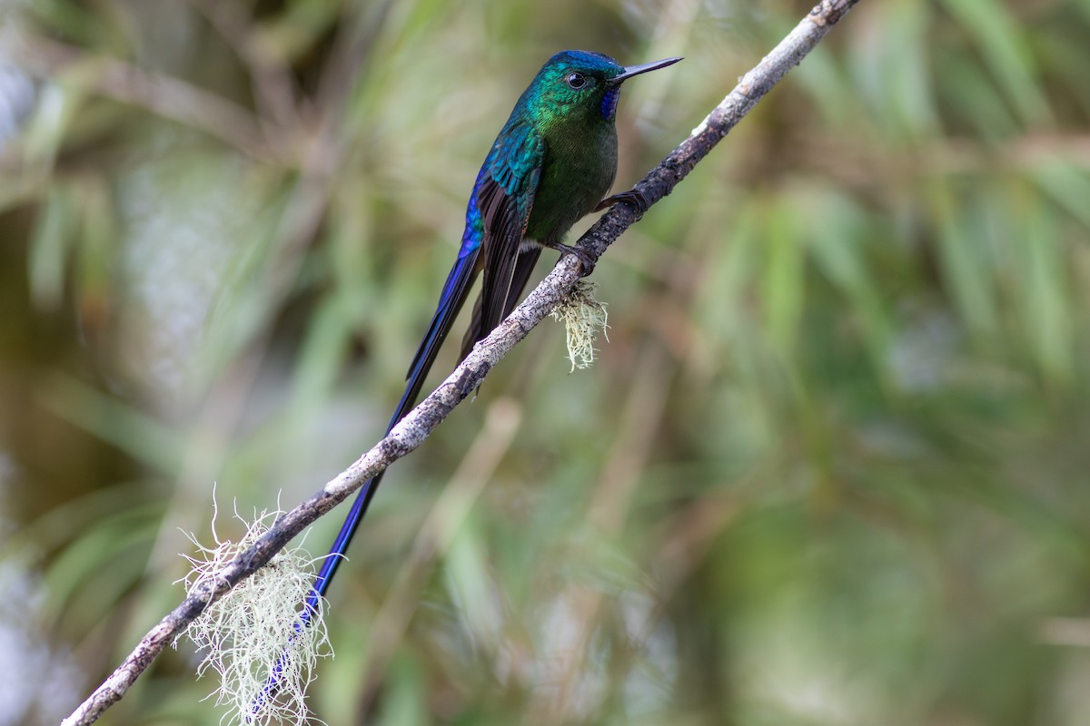 celestsylfe - ML647534462