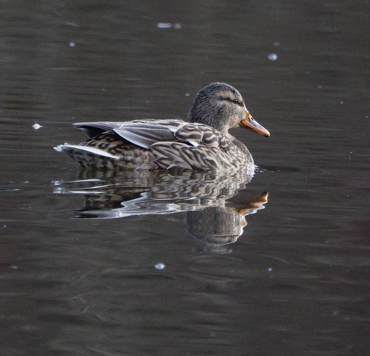 stokkand - ML647534466