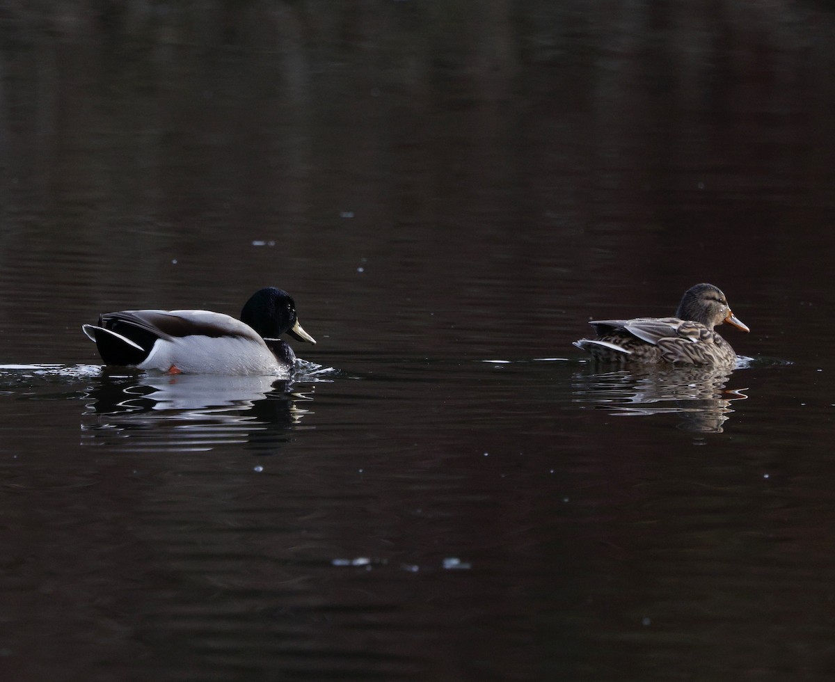 stokkand - ML647534467