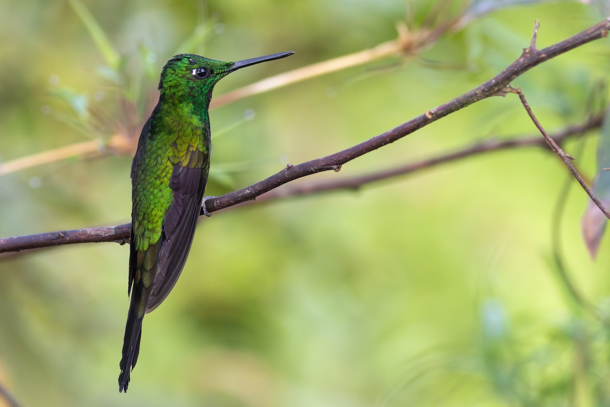 gaffelbriljant - ML647534468