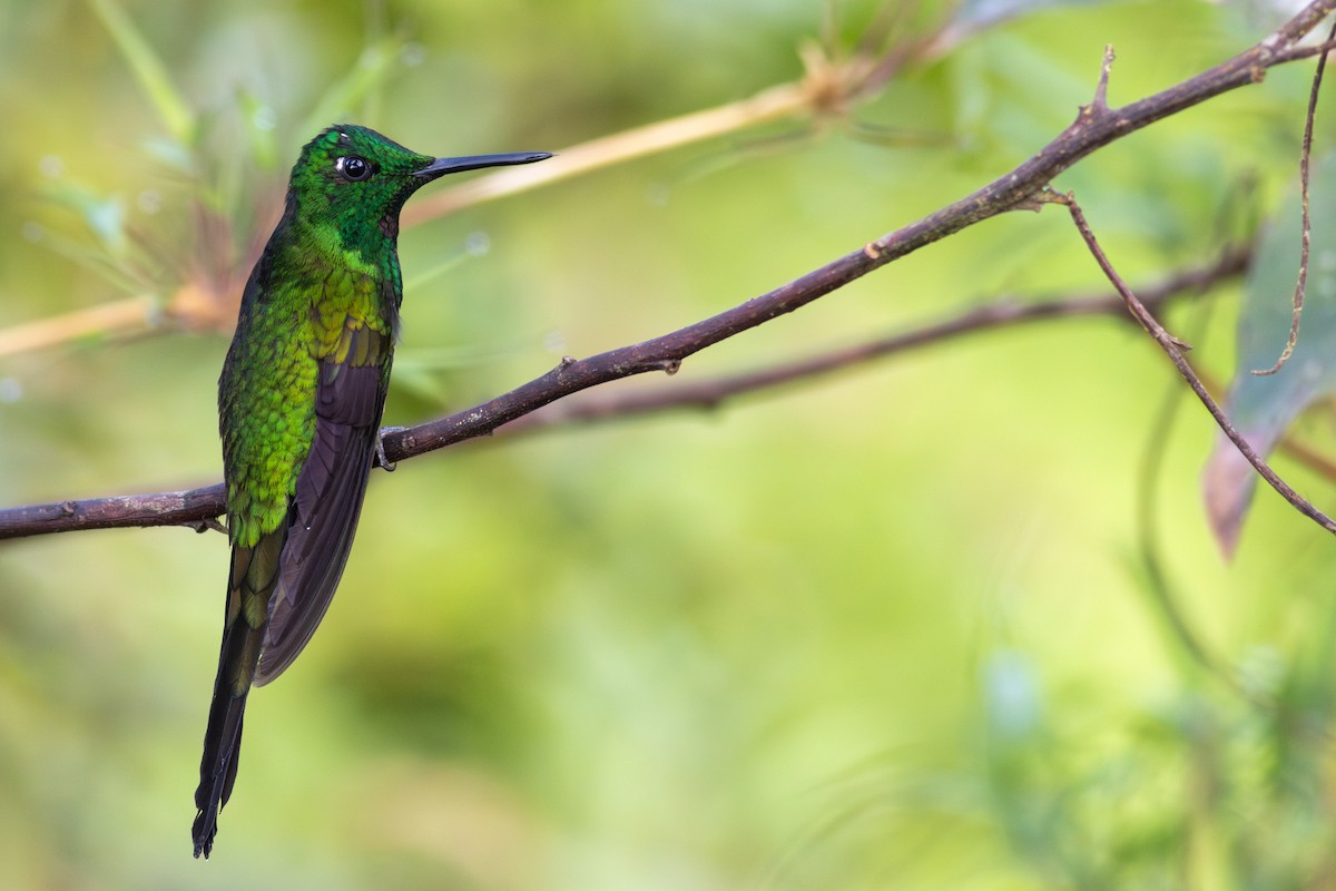 Empress Brilliant - ML647534469