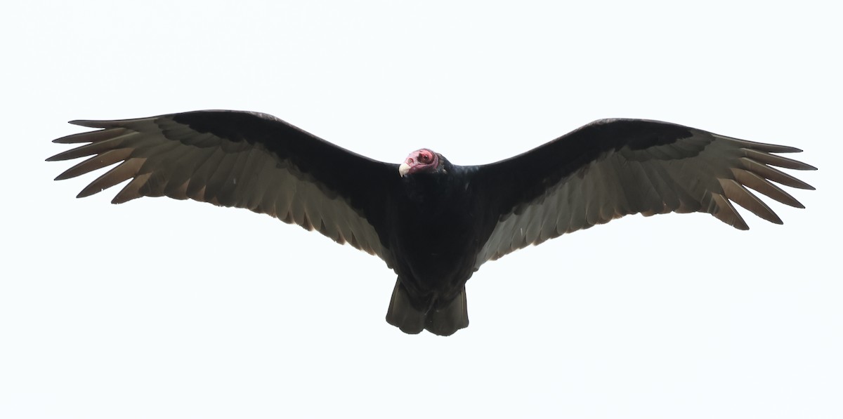 kalkunkondor - ML647534470