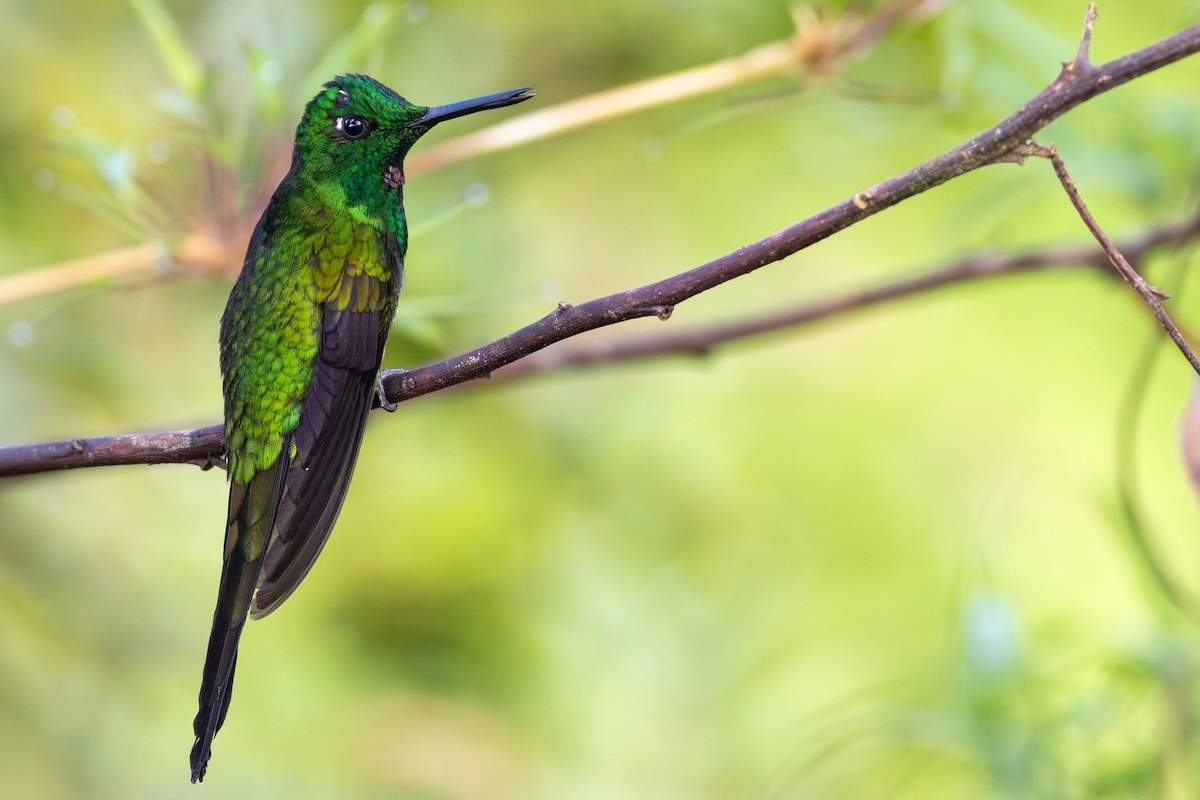 Empress Brilliant - ML647534471