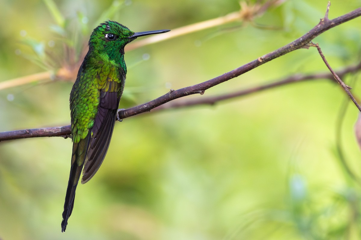 Empress Brilliant - ML647534475