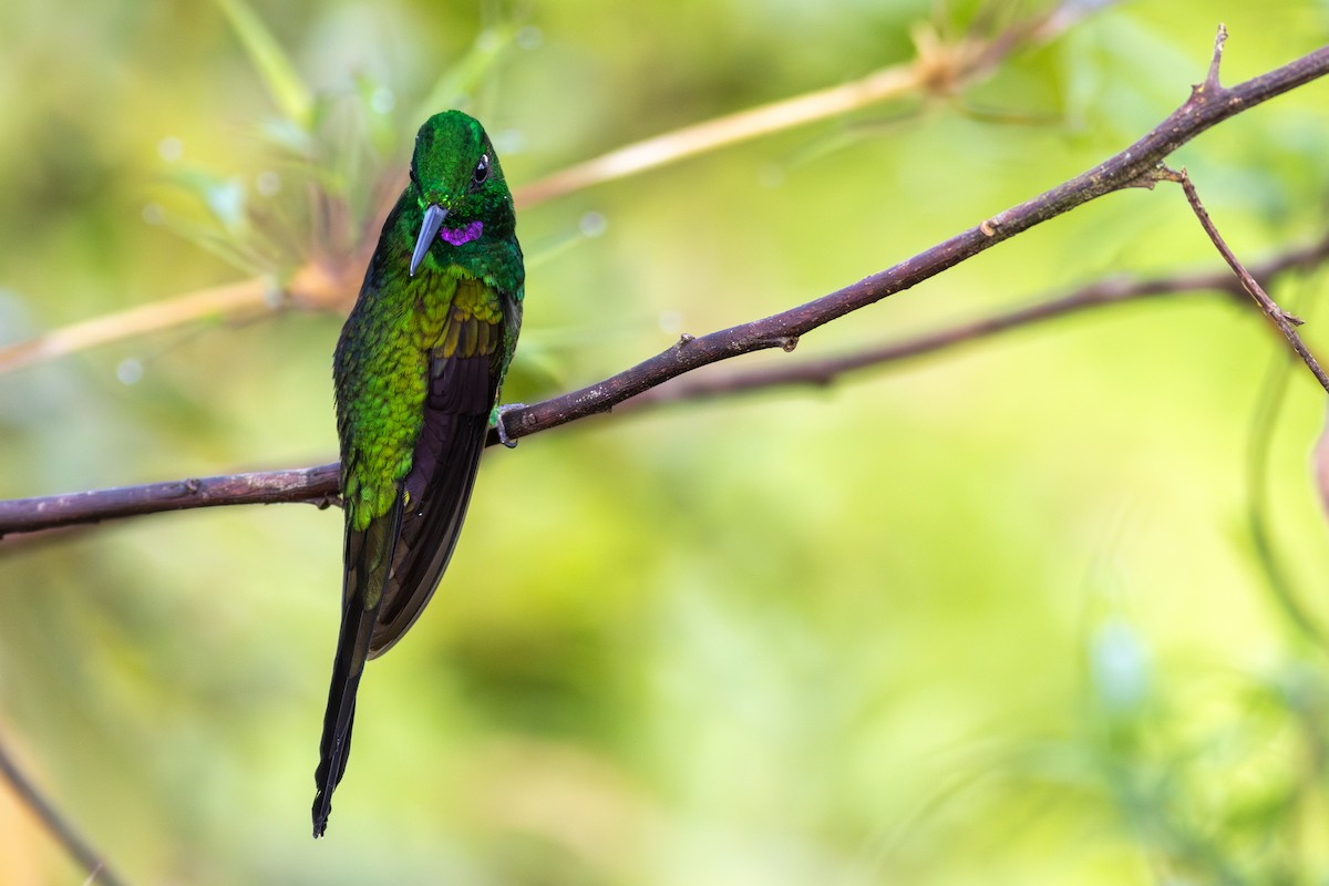 Empress Brilliant - ML647534476