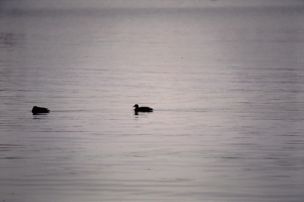 Steller's Eider - ML647534477