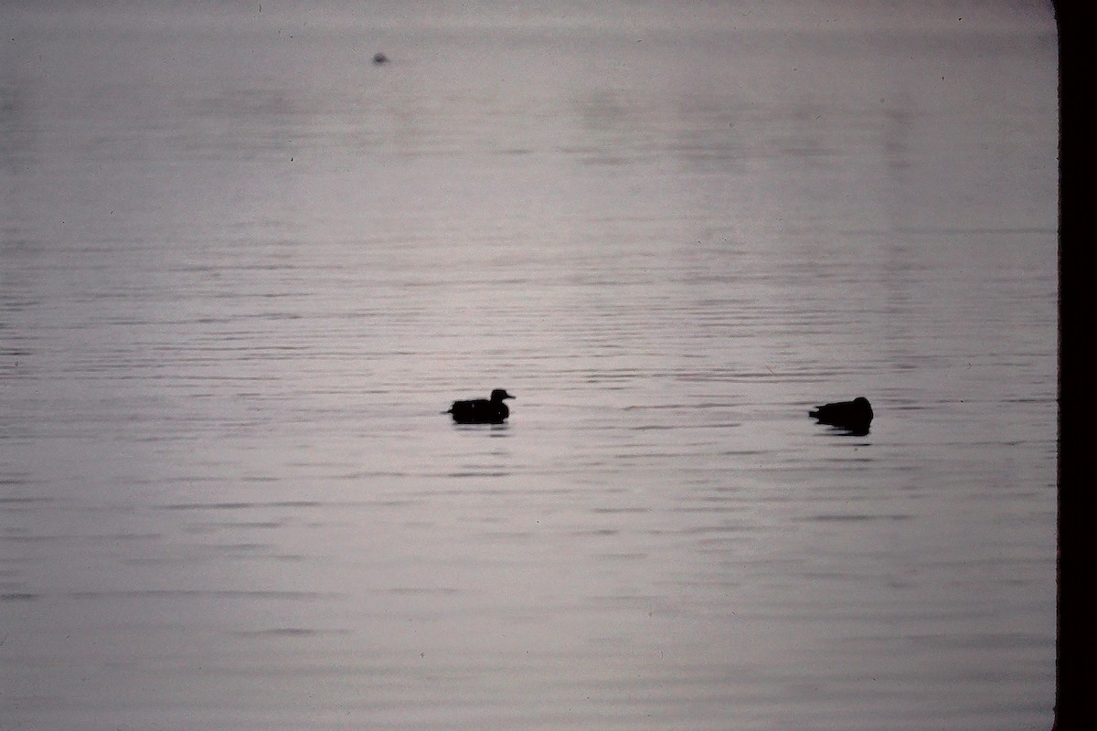 Steller's Eider - ML647534478