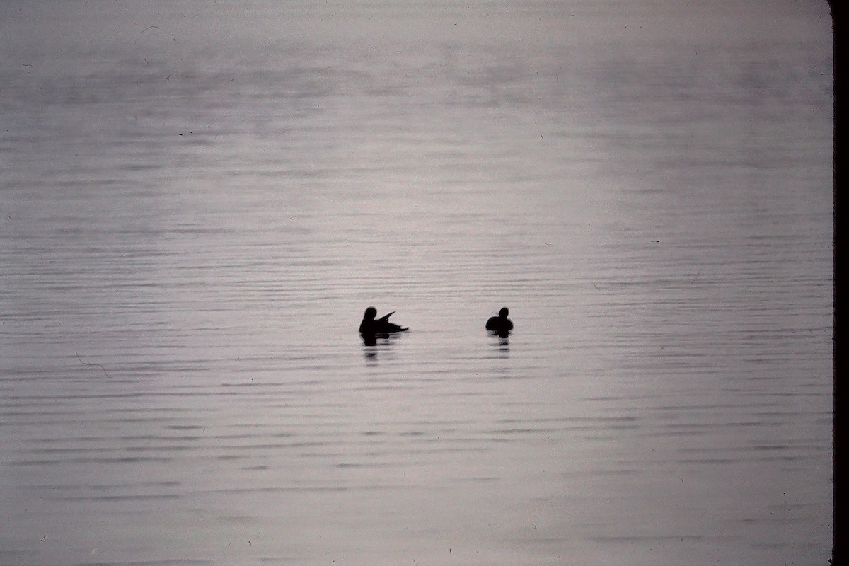 Steller's Eider - ML647534479