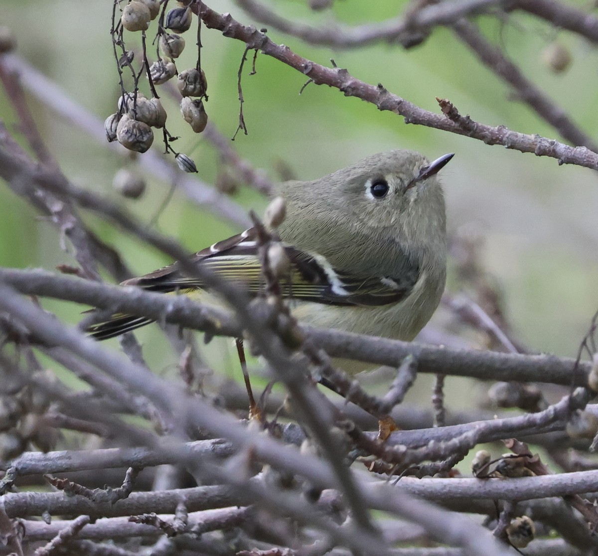 králíček americký - ML647534480